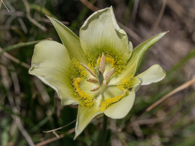 Calochortus gunnisonii var. perpulcher photo 5