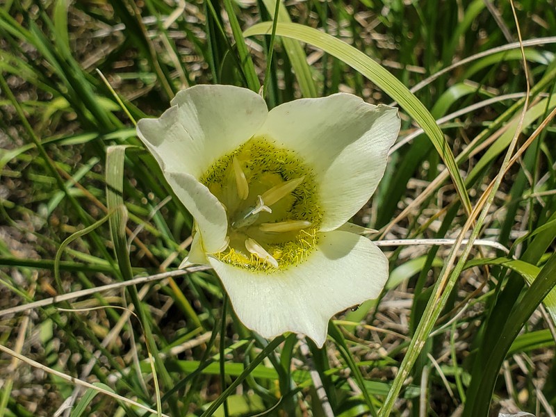 Calochortus gunnisonii var. perpulcher photo 6