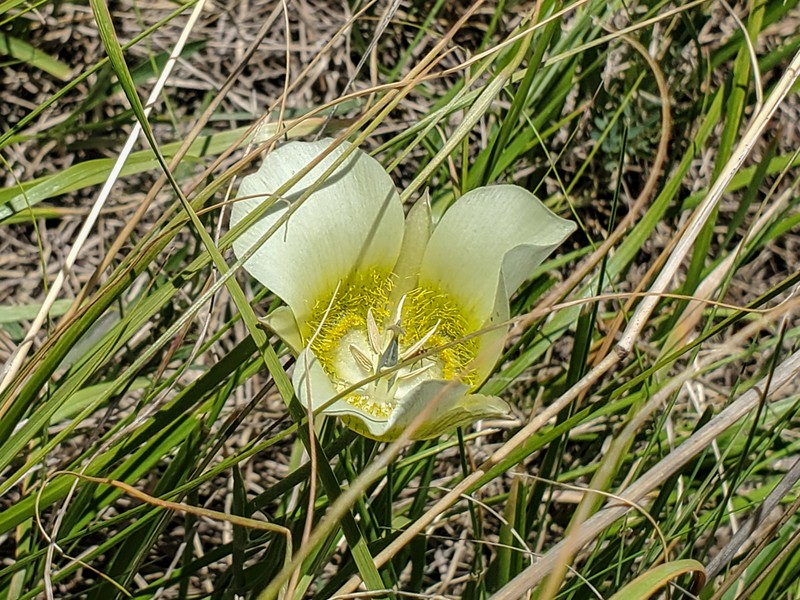 Calochortus gunnisonii var. perpulcher photo 7