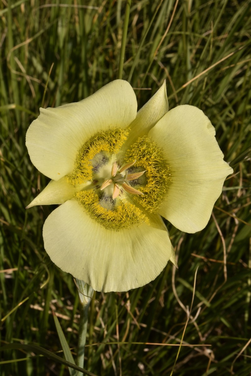 Calochortus gunnisonii var. perpulcher photo 8
