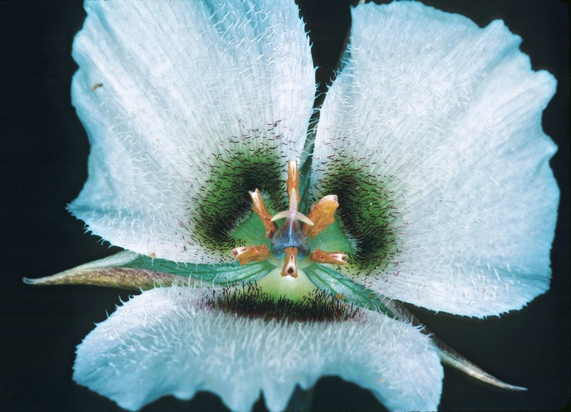 Howell's Mariposa Lily