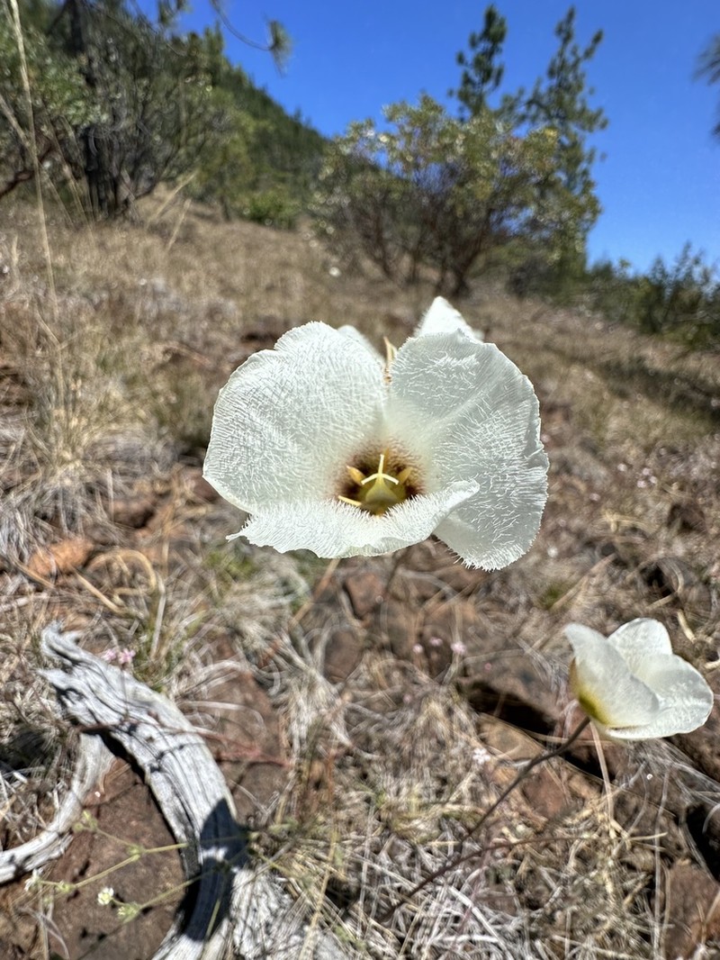 Howell's Mariposa Lily photo 2