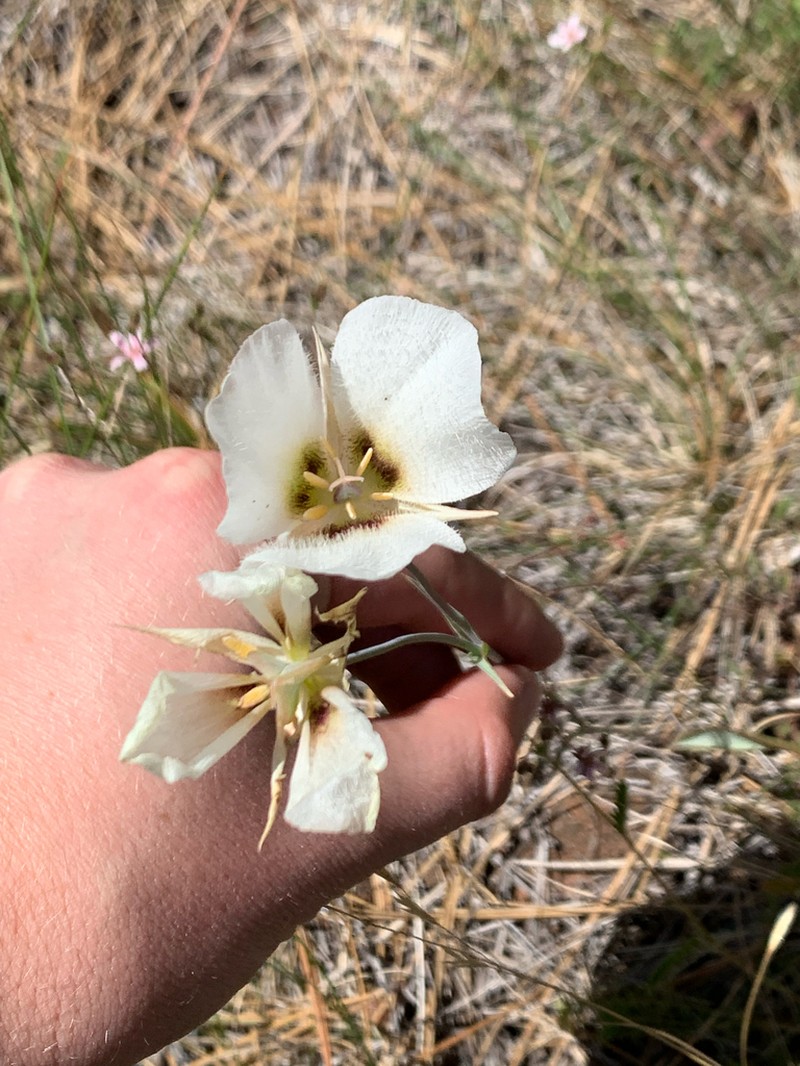 Howell's Mariposa Lily photo 3