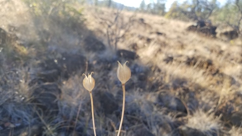 Howell's Mariposa Lily photo 4