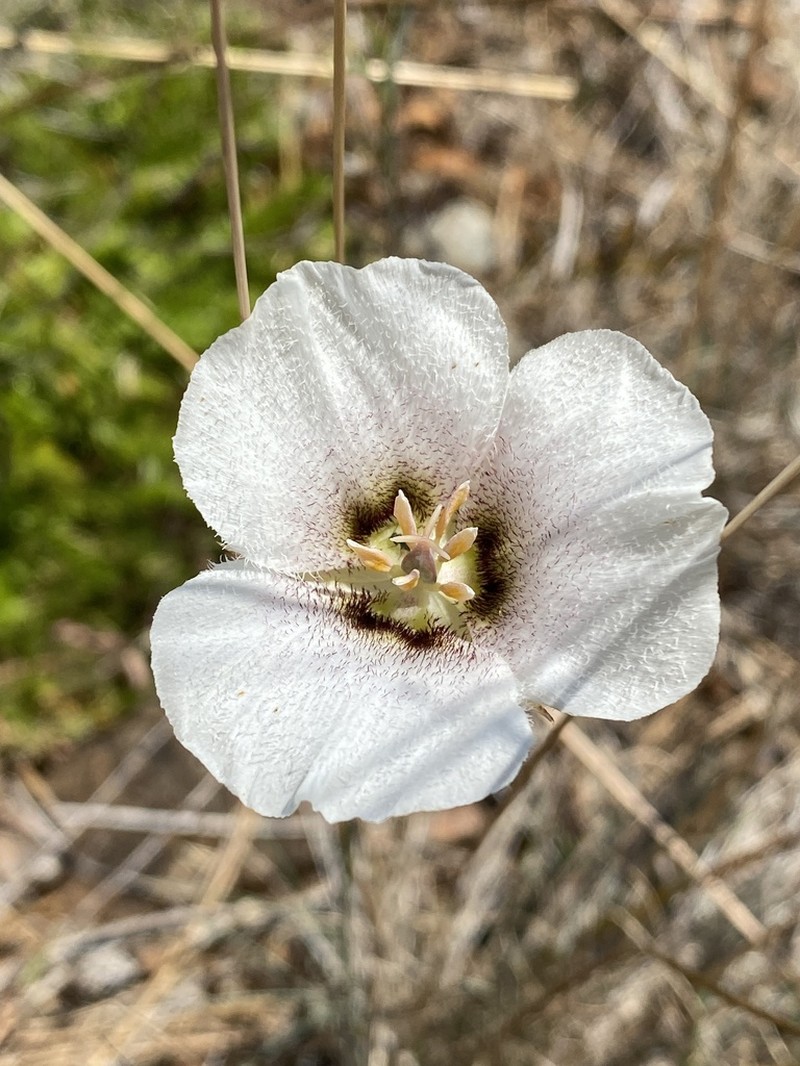 Howell's Mariposa Lily photo 5