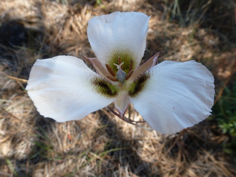 Howell's Mariposa Lily photo 6