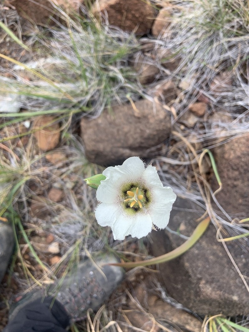 Howell's Mariposa Lily photo 7