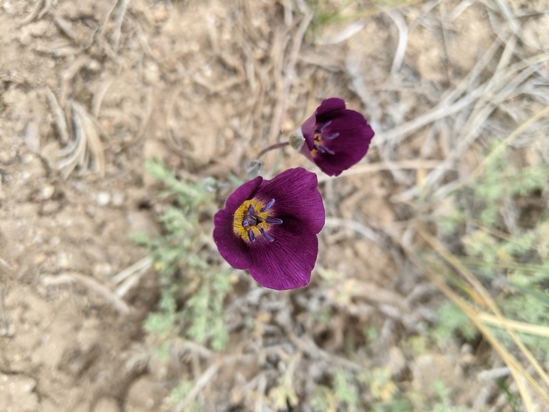 Plain Mariposa Lily photo 2