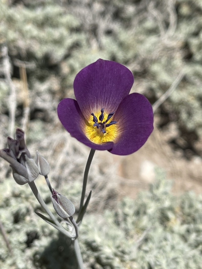 Plain Mariposa Lily photo 3