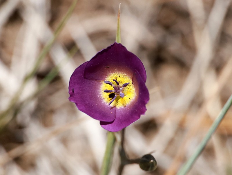 Plain Mariposa Lily photo 4