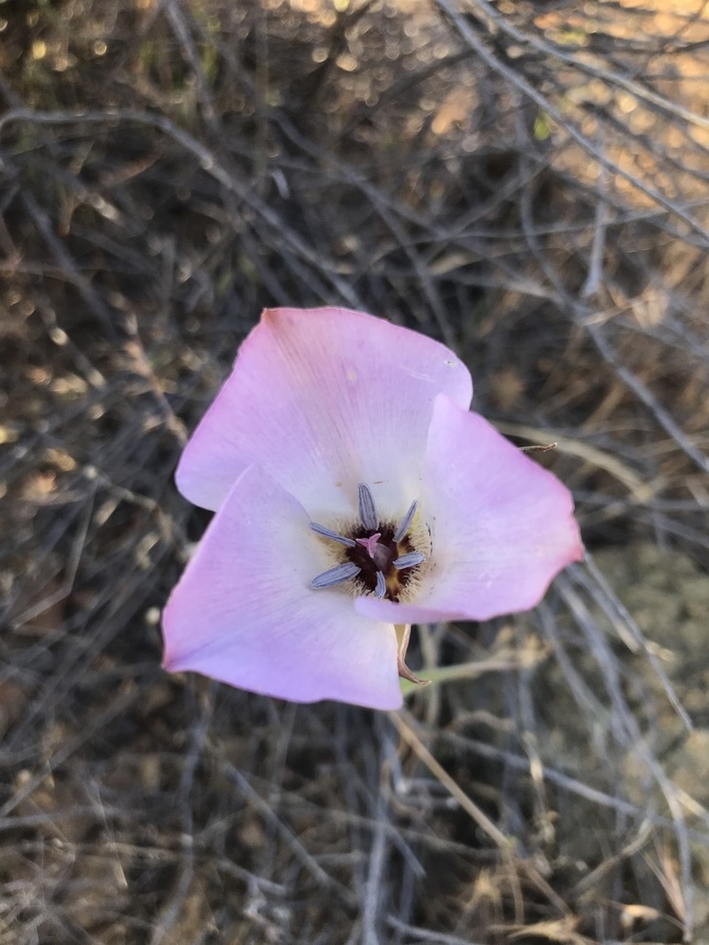 Plain Mariposa Lily photo 5