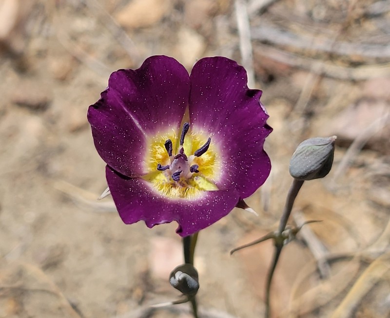 Plain Mariposa Lily photo 6