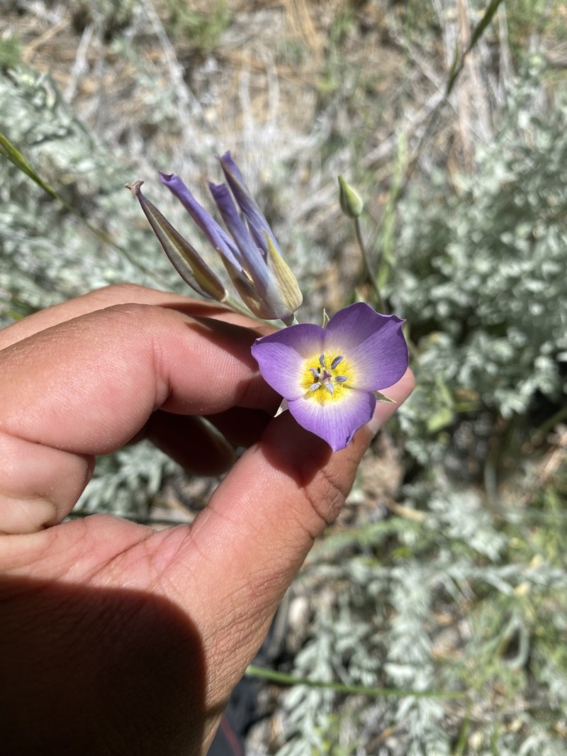 Plain Mariposa Lily photo 7