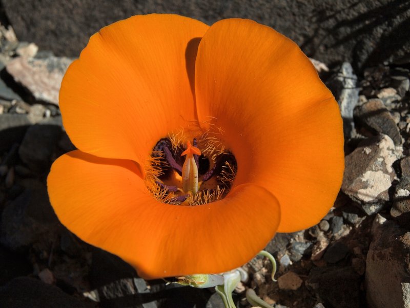 Desert Mariposa Lily