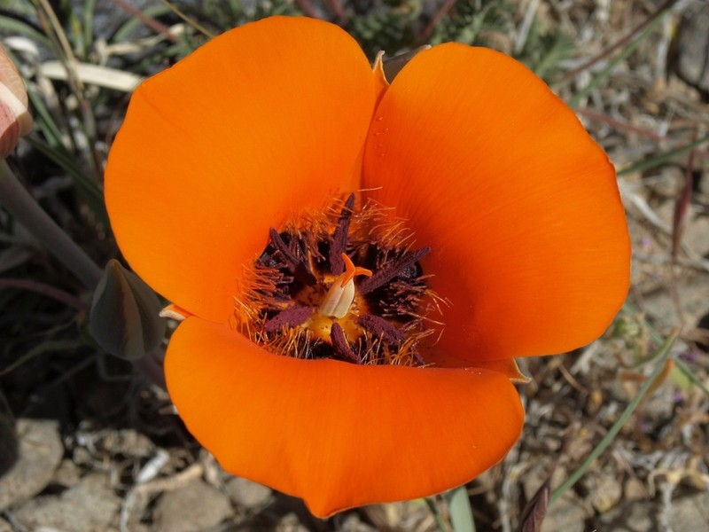 Desert Mariposa Lily photo 2