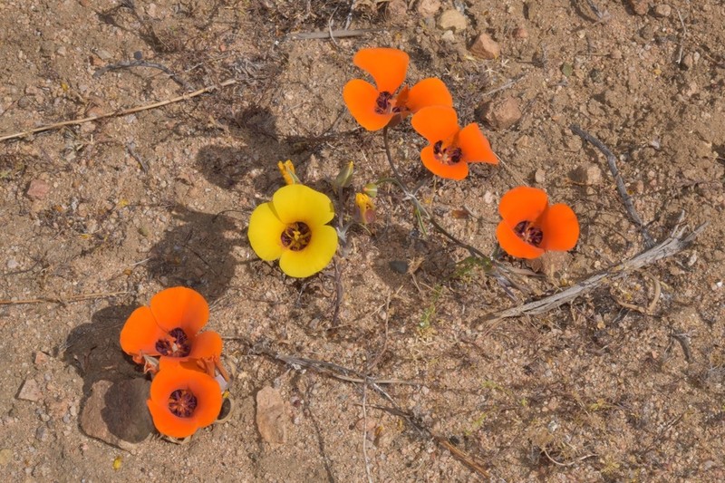 Desert Mariposa Lily photo 3
