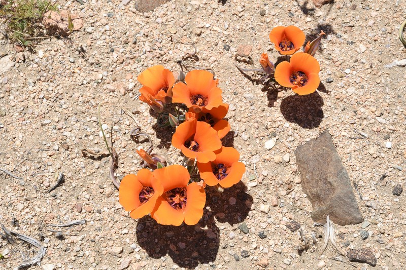 Desert Mariposa Lily photo 4