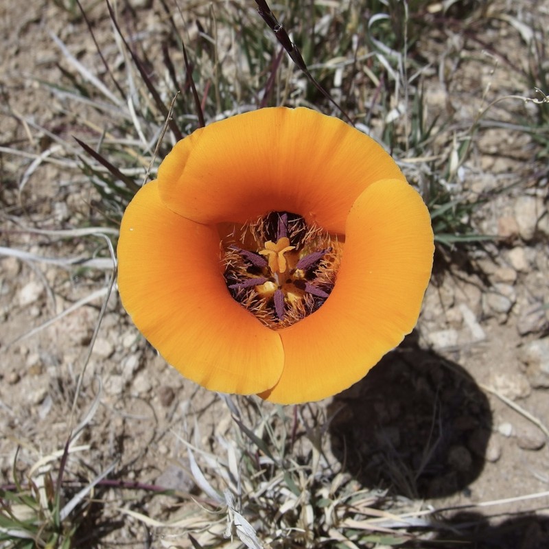 Desert Mariposa Lily photo 5