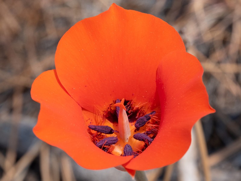 Desert Mariposa Lily photo 6