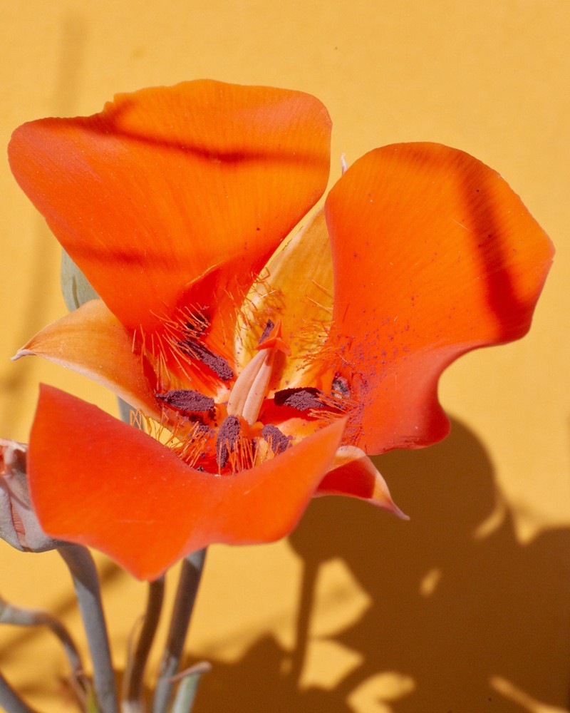 Desert Mariposa Lily photo 7
