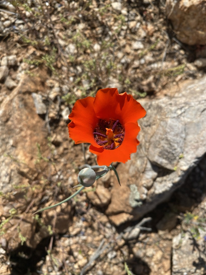 Calochortus kennedyi var. kennedyi