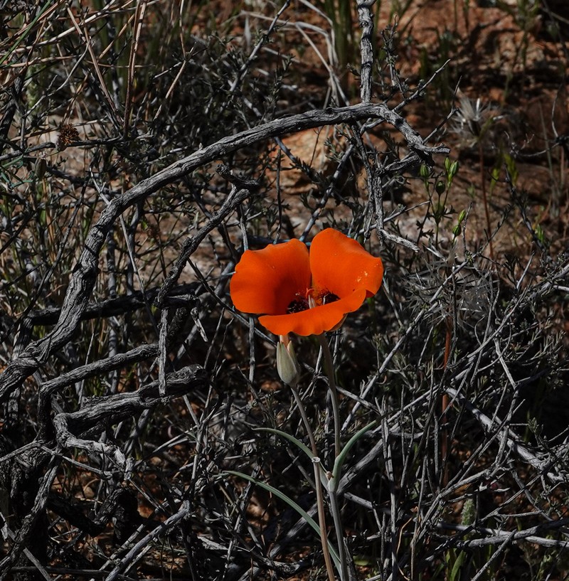 Calochortus kennedyi var. kennedyi photo 2