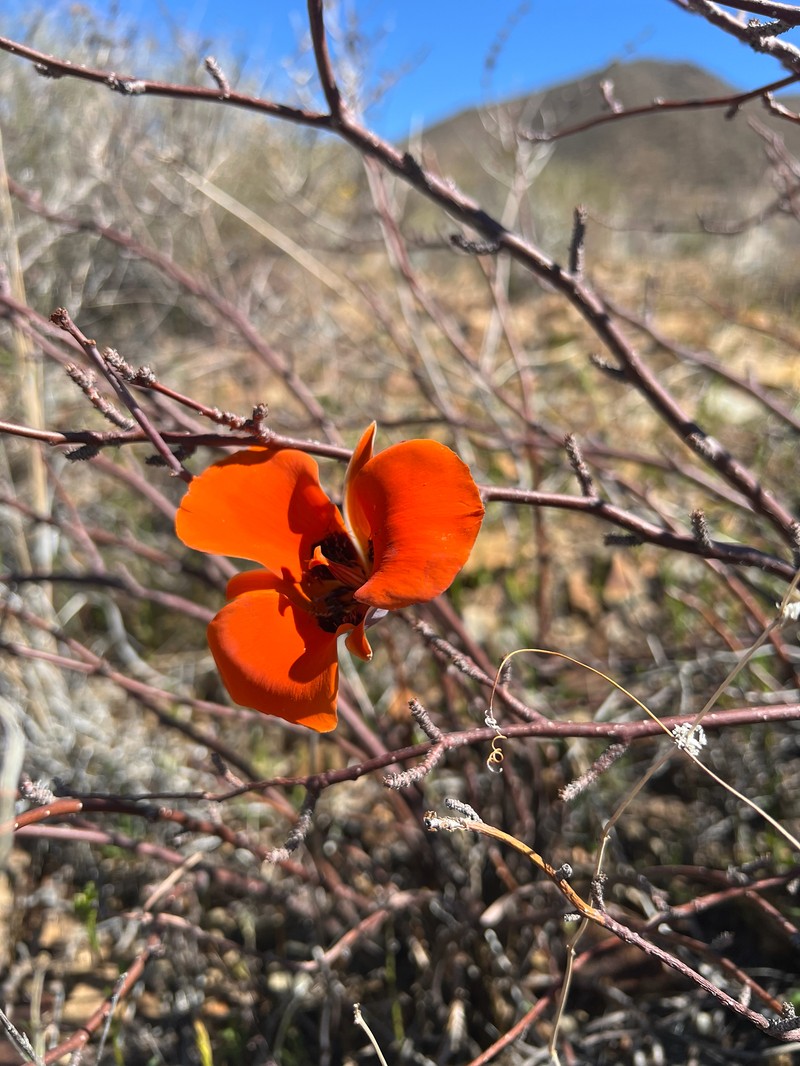 Calochortus kennedyi var. kennedyi photo 3