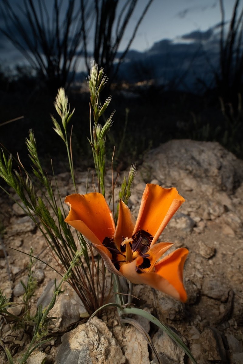 Calochortus kennedyi var. kennedyi photo 7