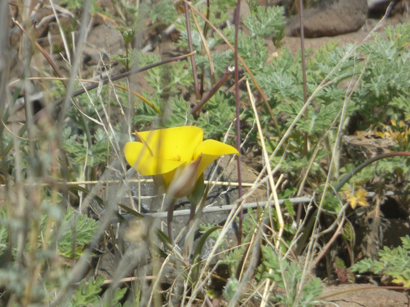 Calochortus kennedyi var. munzii