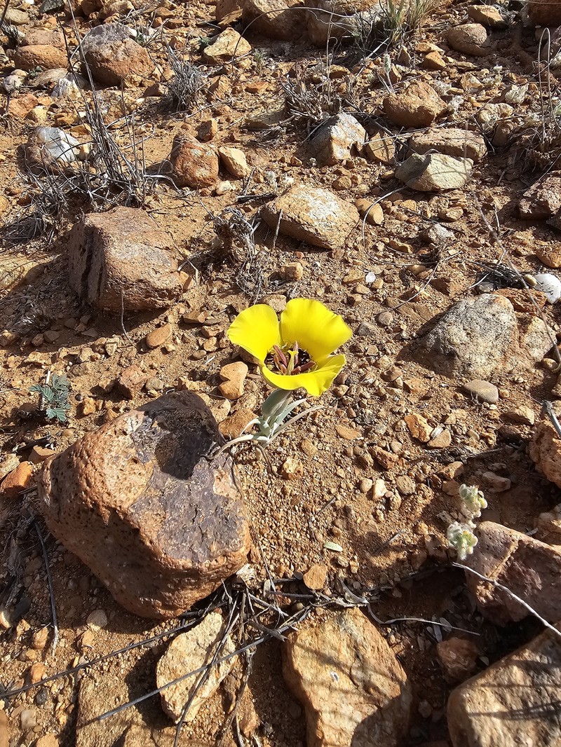 Calochortus kennedyi var. munzii photo 2