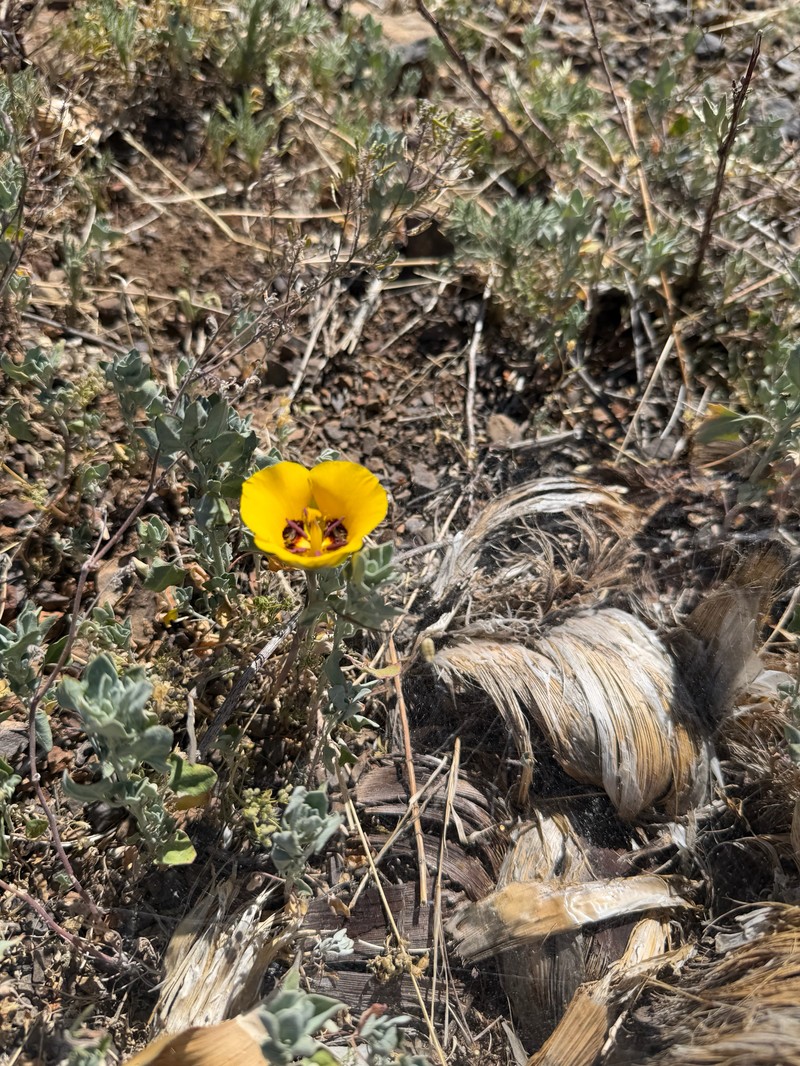 Calochortus kennedyi var. munzii photo 3