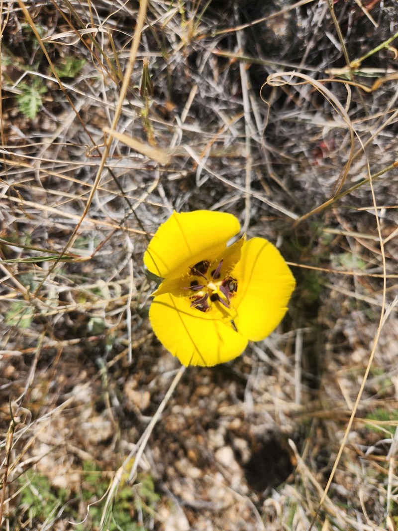 Calochortus kennedyi var. munzii photo 4