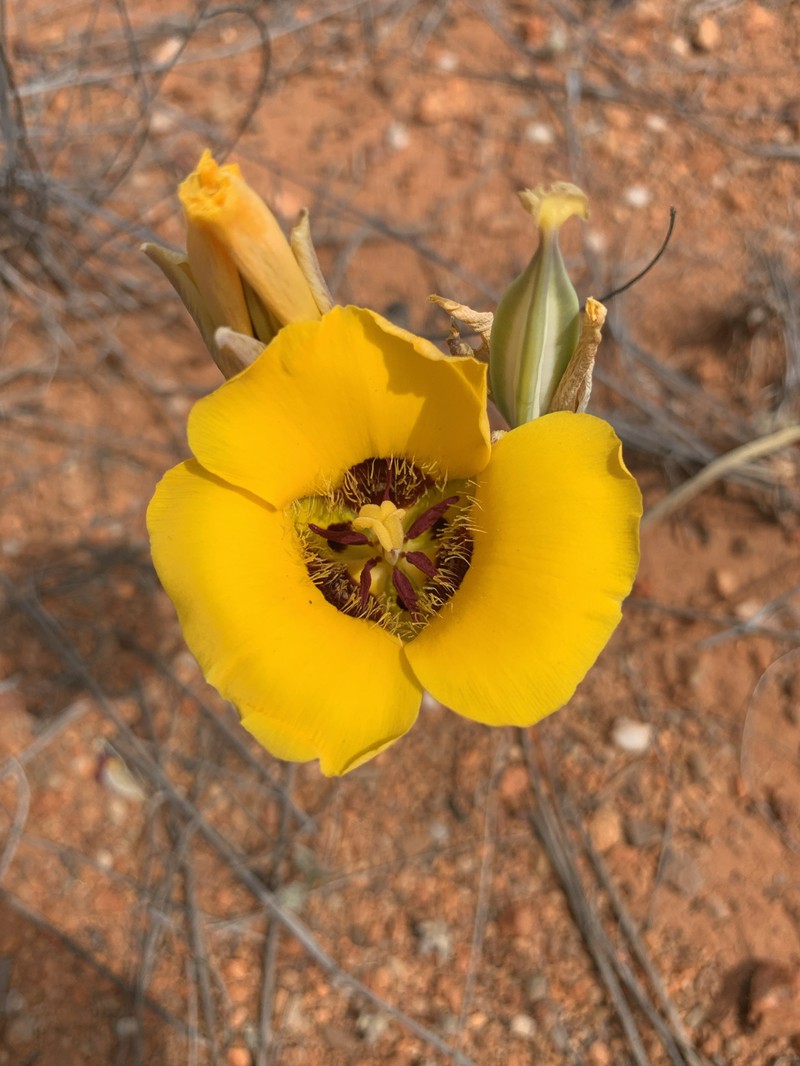 Calochortus kennedyi var. munzii photo 5