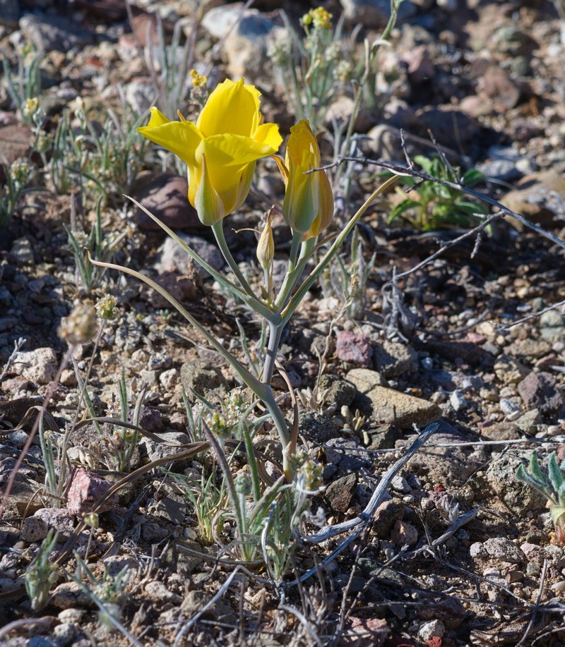 Calochortus kennedyi var. munzii photo 6