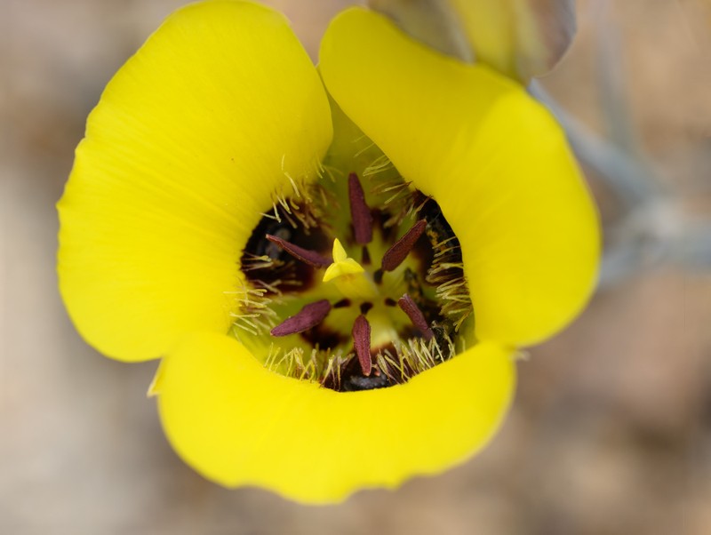 Calochortus kennedyi var. munzii photo 7