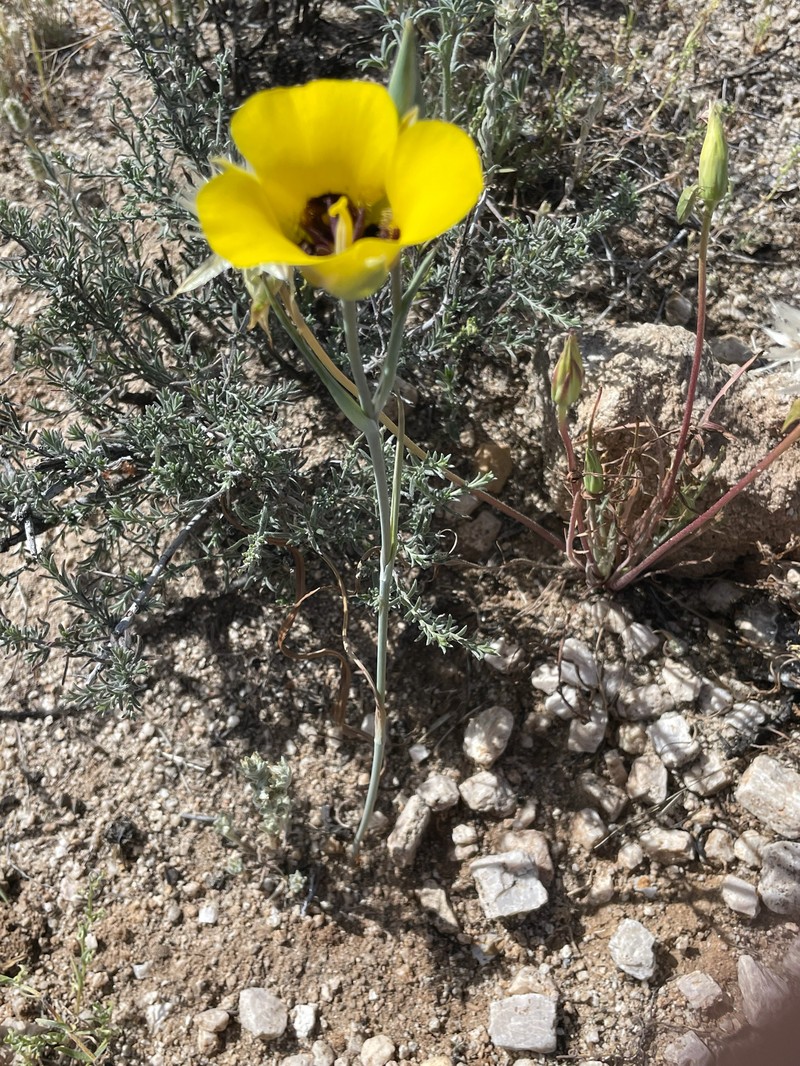 Calochortus kennedyi var. munzii photo 8