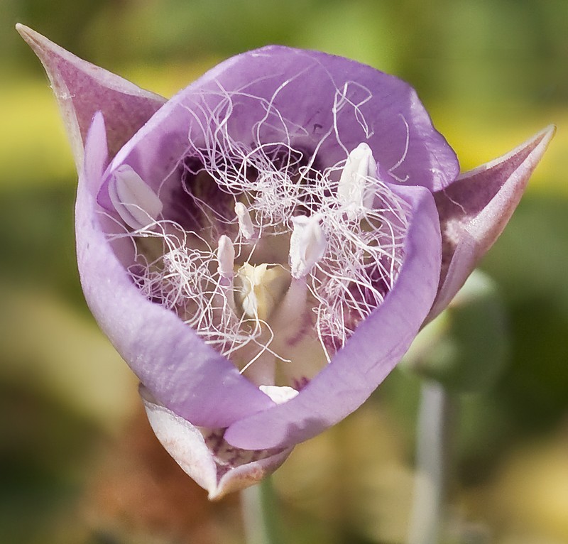 Longbeard Mariposa Lily