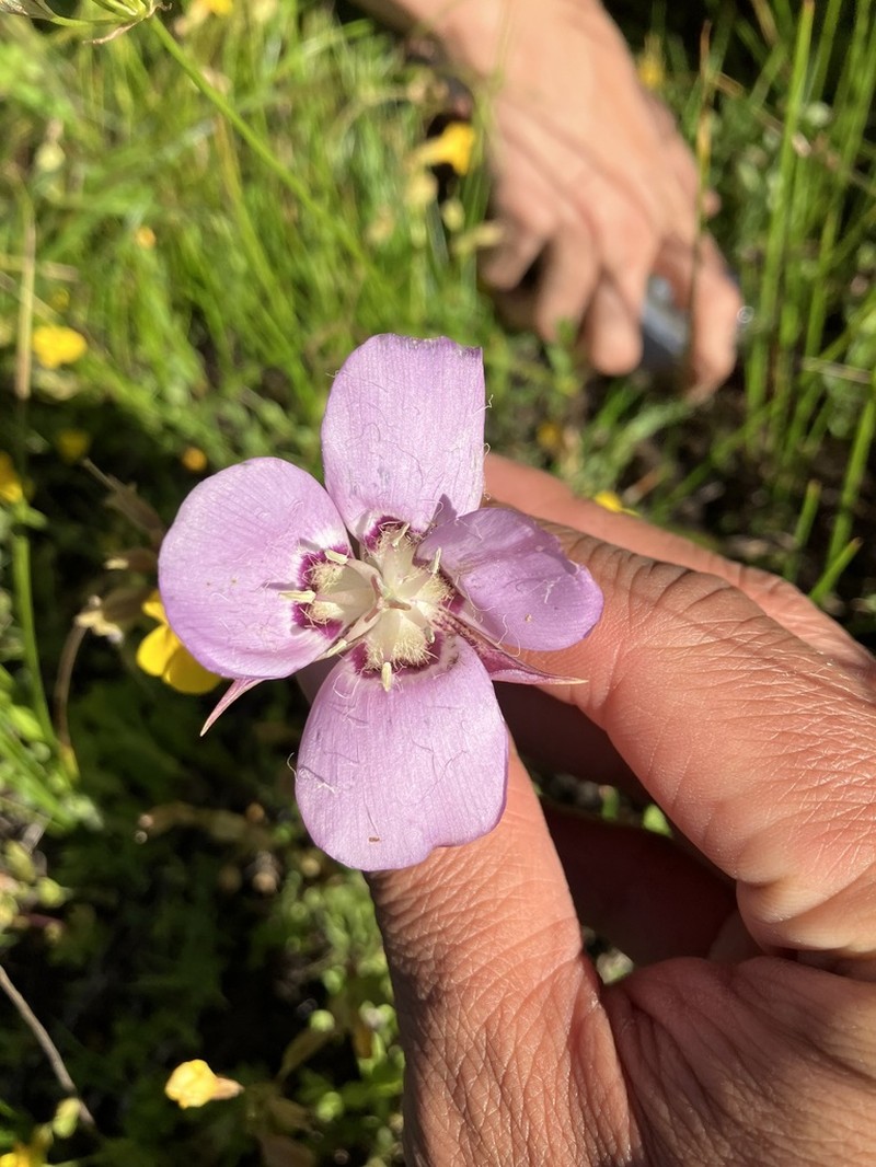 Longbeard Mariposa Lily photo 2