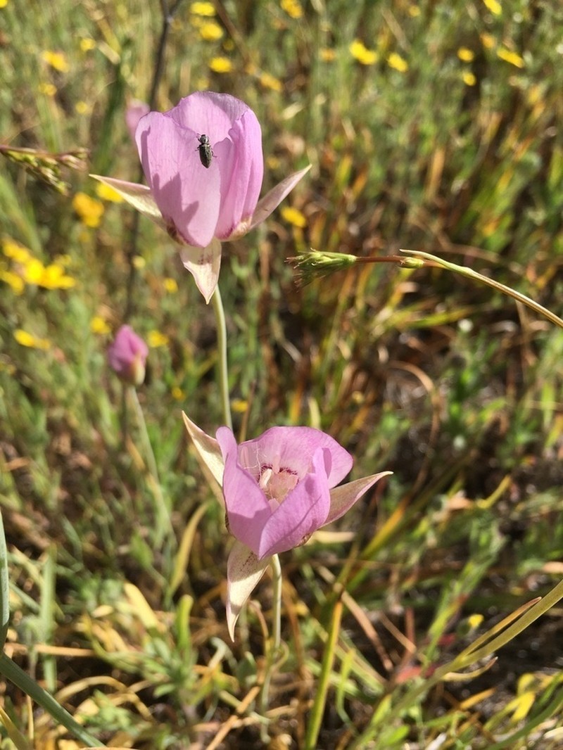 Longbeard Mariposa Lily photo 4