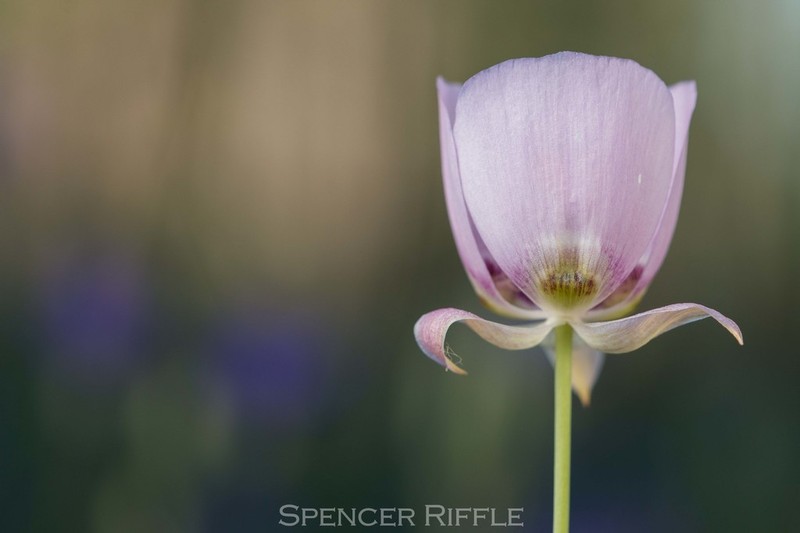 Longbeard Mariposa Lily photo 5
