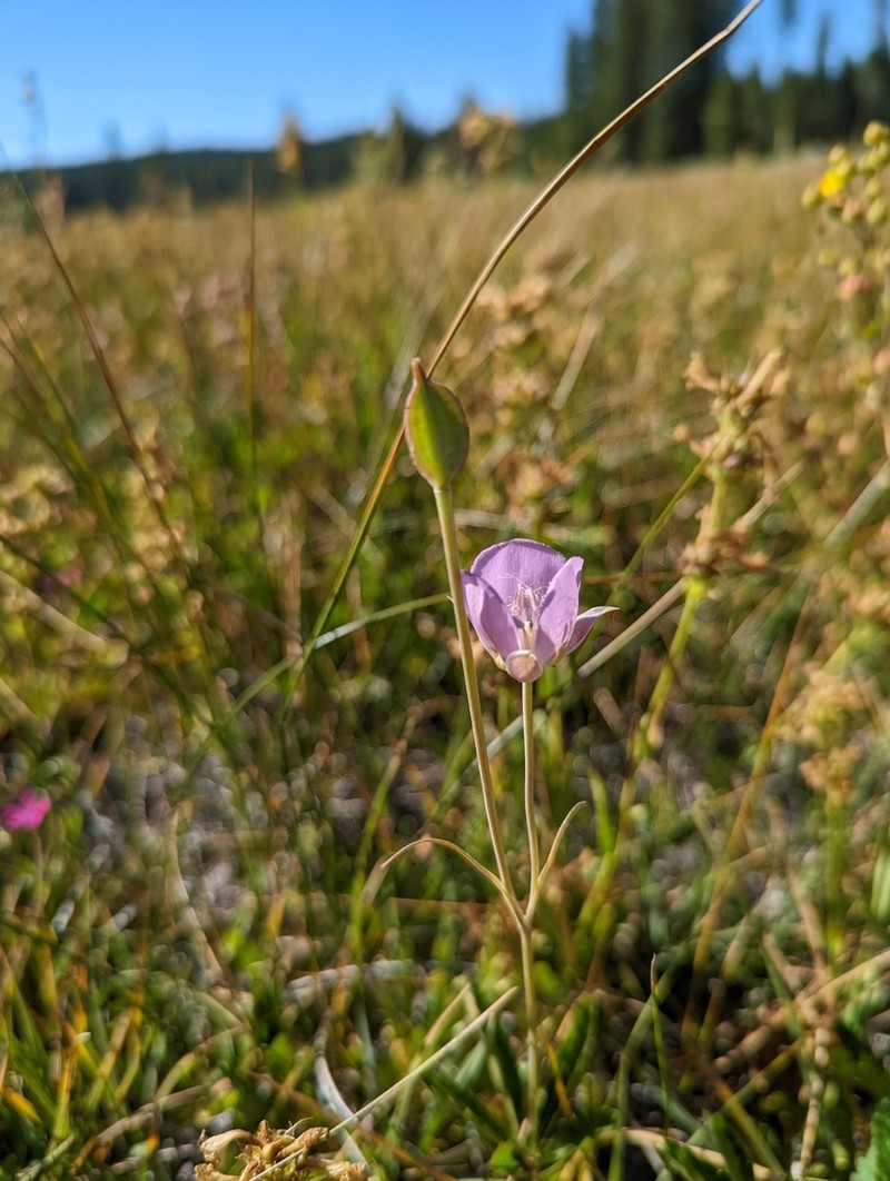 Longbeard Mariposa Lily photo 6