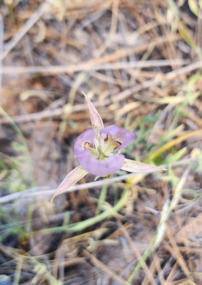 Longbeard Mariposa Lily photo 7