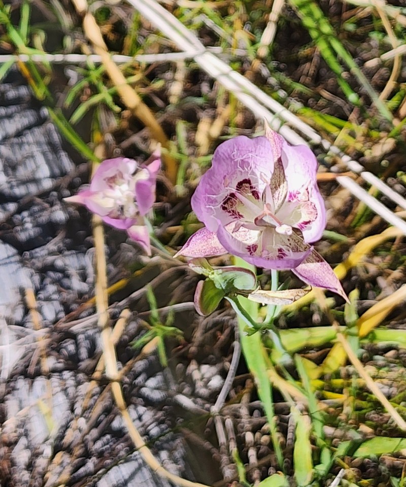 Calochortus longebarbatus var. longebarbatus