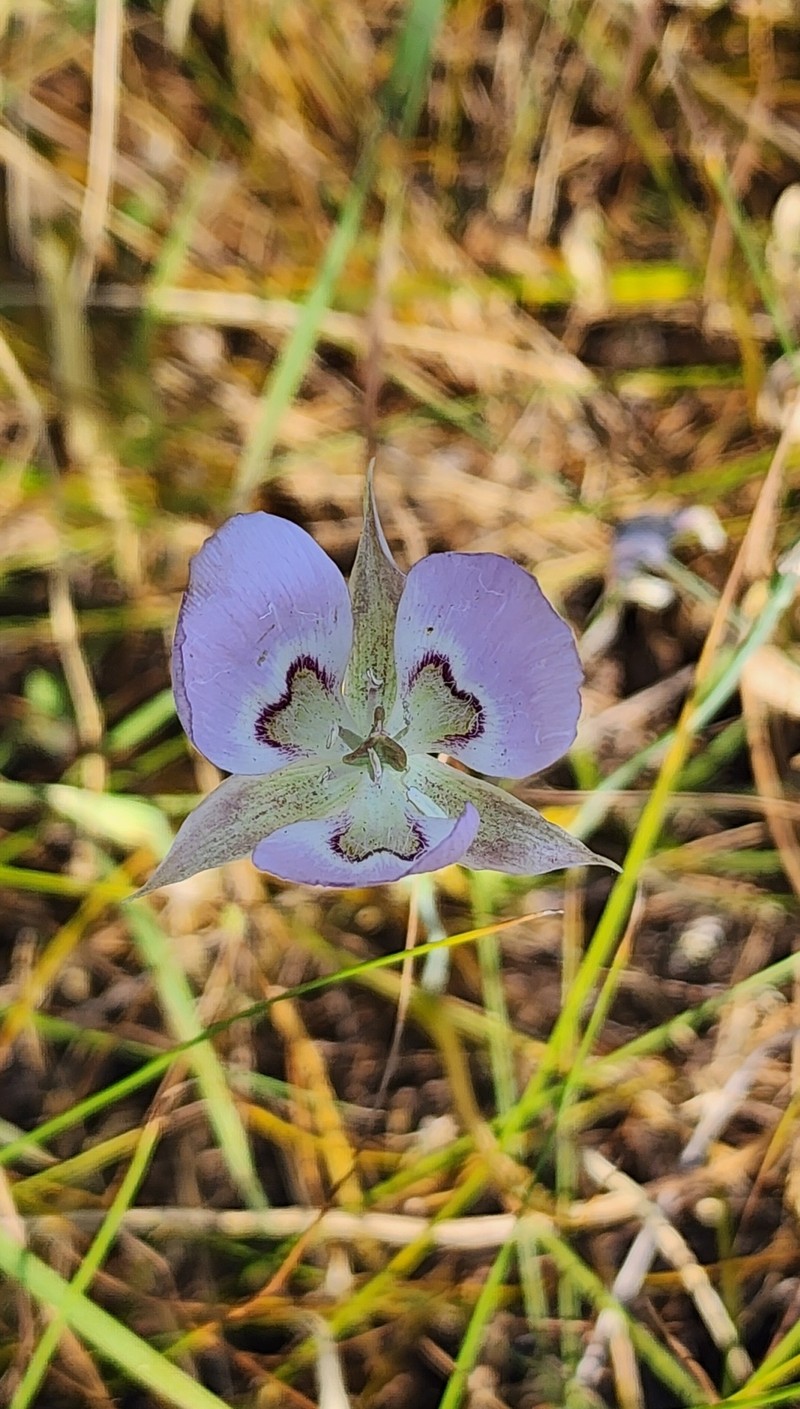 Calochortus longebarbatus var. longebarbatus photo 2