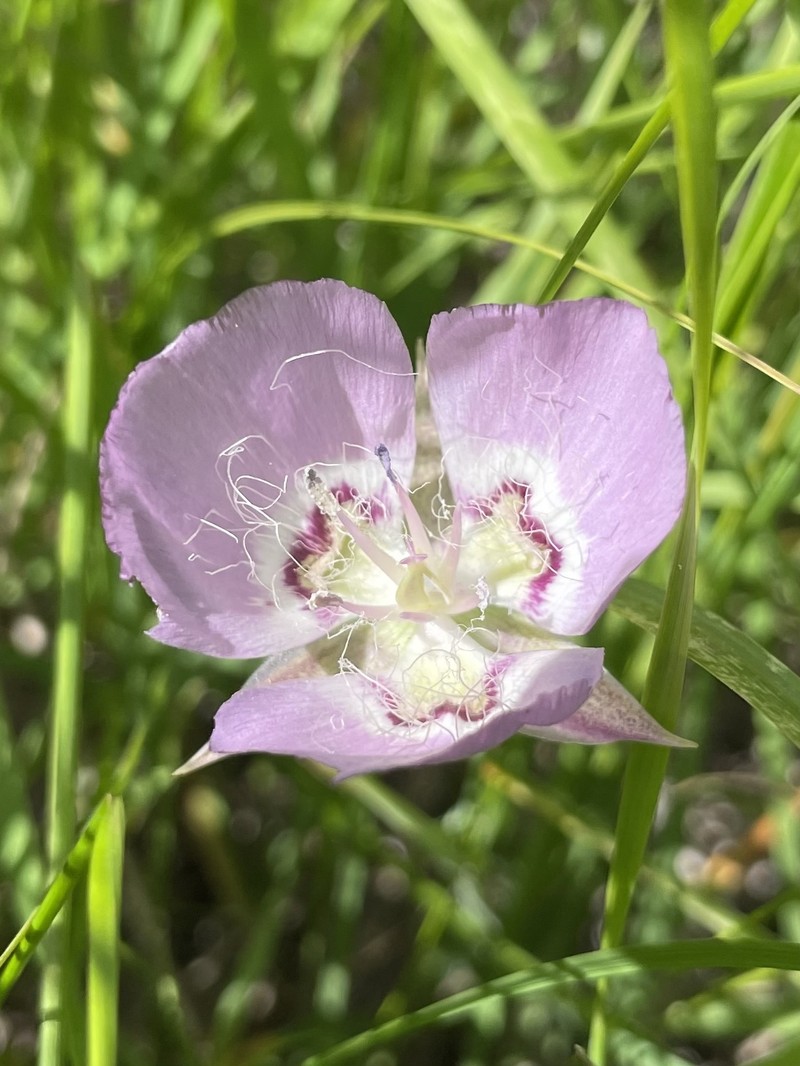 Calochortus longebarbatus var. longebarbatus photo 3