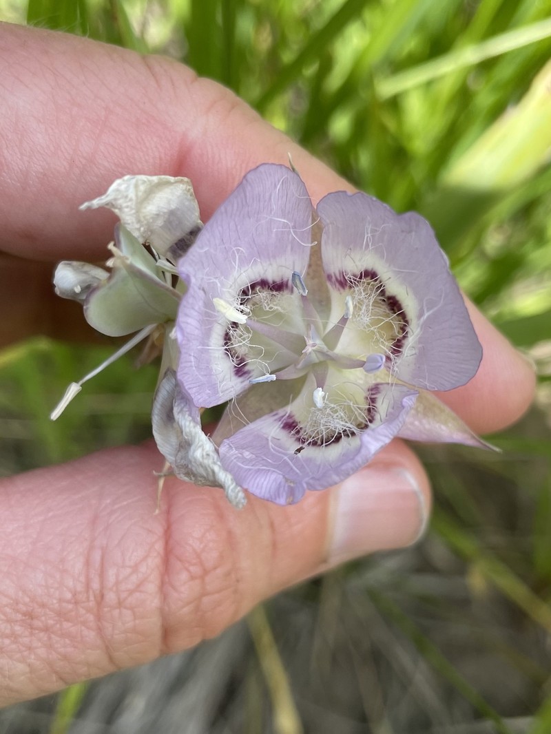 Calochortus longebarbatus var. longebarbatus photo 4