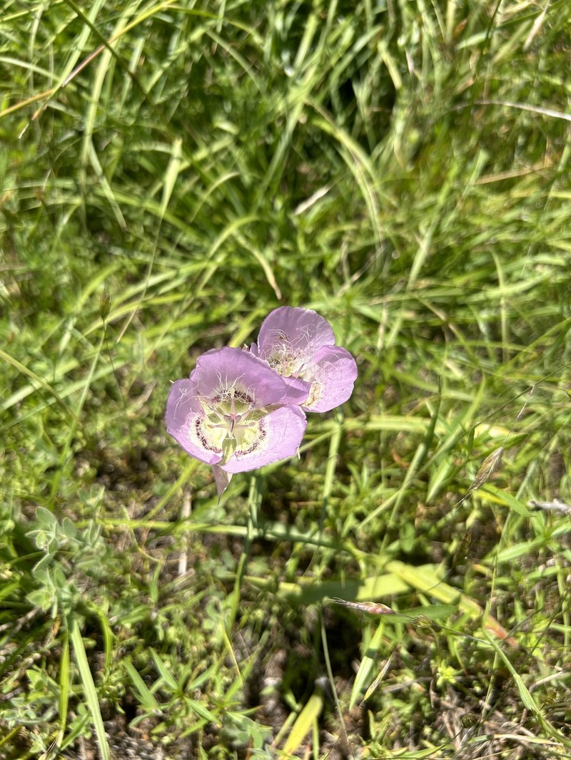 Calochortus longebarbatus var. longebarbatus photo 5