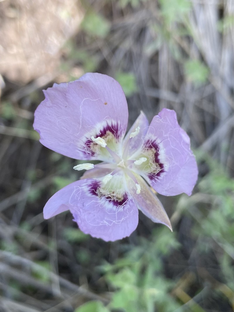 Calochortus longebarbatus var. longebarbatus photo 6