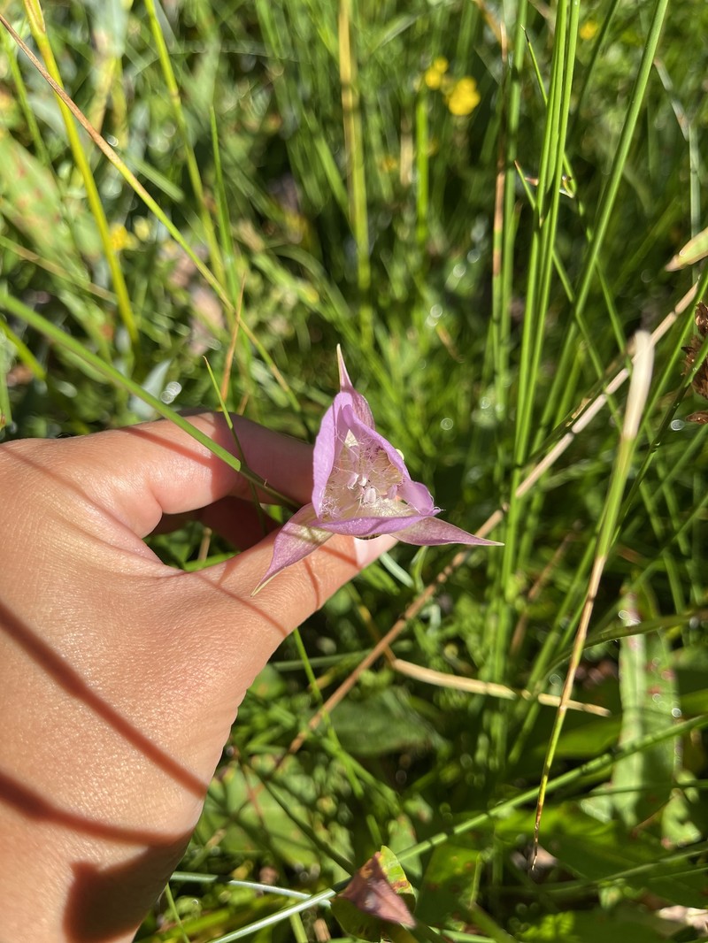 Calochortus longebarbatus var. longebarbatus photo 7
