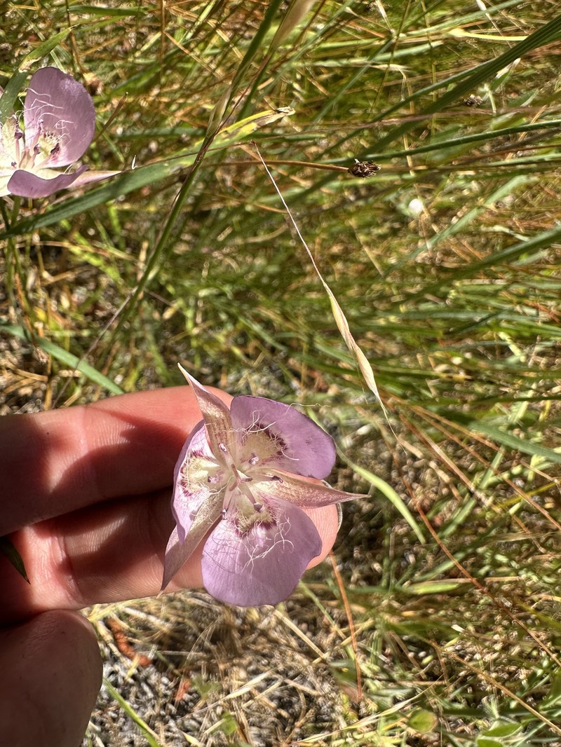 Calochortus longebarbatus var. longebarbatus photo 8